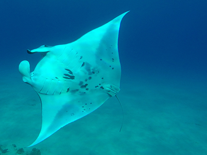 When I thought it was not possible to be impressed more than I already was this massive manta ray flipped right under me.  It felt like his belly touched mine as I felt the water rushing between us.  He was saying hello exposing the spots unique to each individual ray on his underbelly, as if to show me who he was. I watched him as far as I could see as he swam off into the darkness of ocean waters at night. My belly was still churning with excitement when another ray came swimming directly towards me.