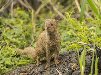 Day two we slept in a little, at least until 7am.  We stayed in a small Airbnb accross the street from Kealakekua bay.  There was no ocean view but we could hear waves crashing and frogs singing.  In the morning I walked down the road to the parks along the waterfront.  It was so much fun to discover the mongoose running around everywhere.  They remind me a lot of squirels with no busy tail, and run a little faster (as you can see in pics I took that morning).  They are considered an invasive species in Hawaii but were originally introduced to control the rat population in the sugar can fields.  Unfortunately they don't just eat rats, they eat turtle eggs, snakes, plants, and pretty much anything.  They have no predators and few diseases so their populations continue to grow.