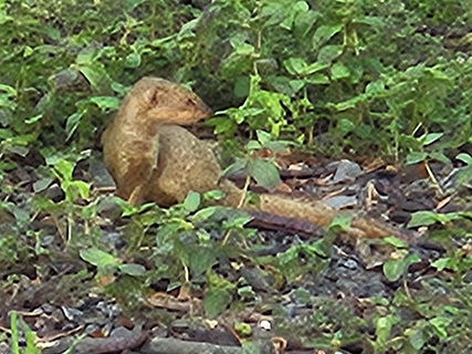 It was so much fun to discover the mongoose running around everywhere.