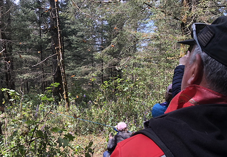 Cerro Pelon Butterfly Sanctuary